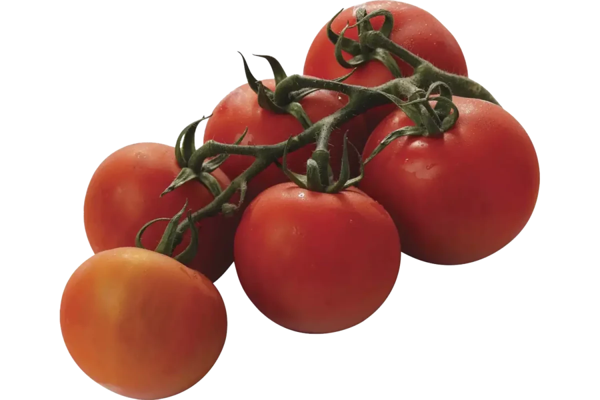 Bio Trosttomaten - Golden Nuts