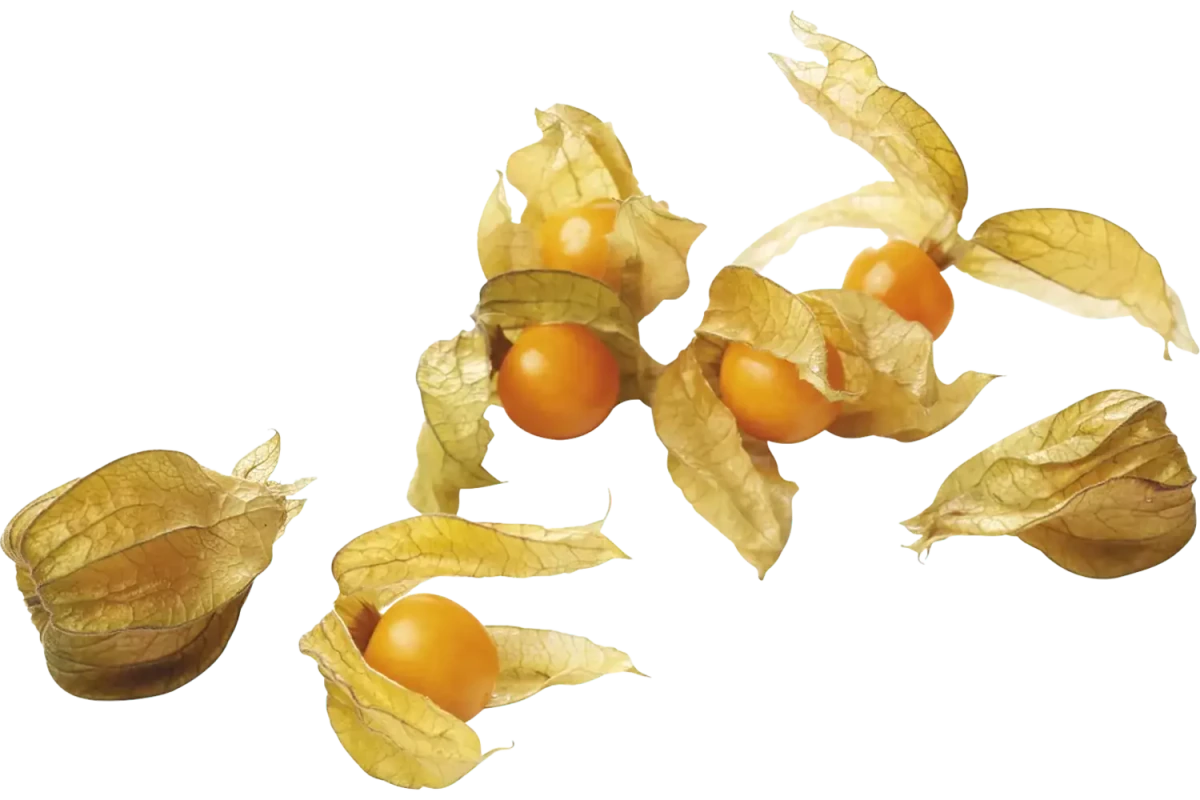 Physalis (100 gram) - Golden Nuts