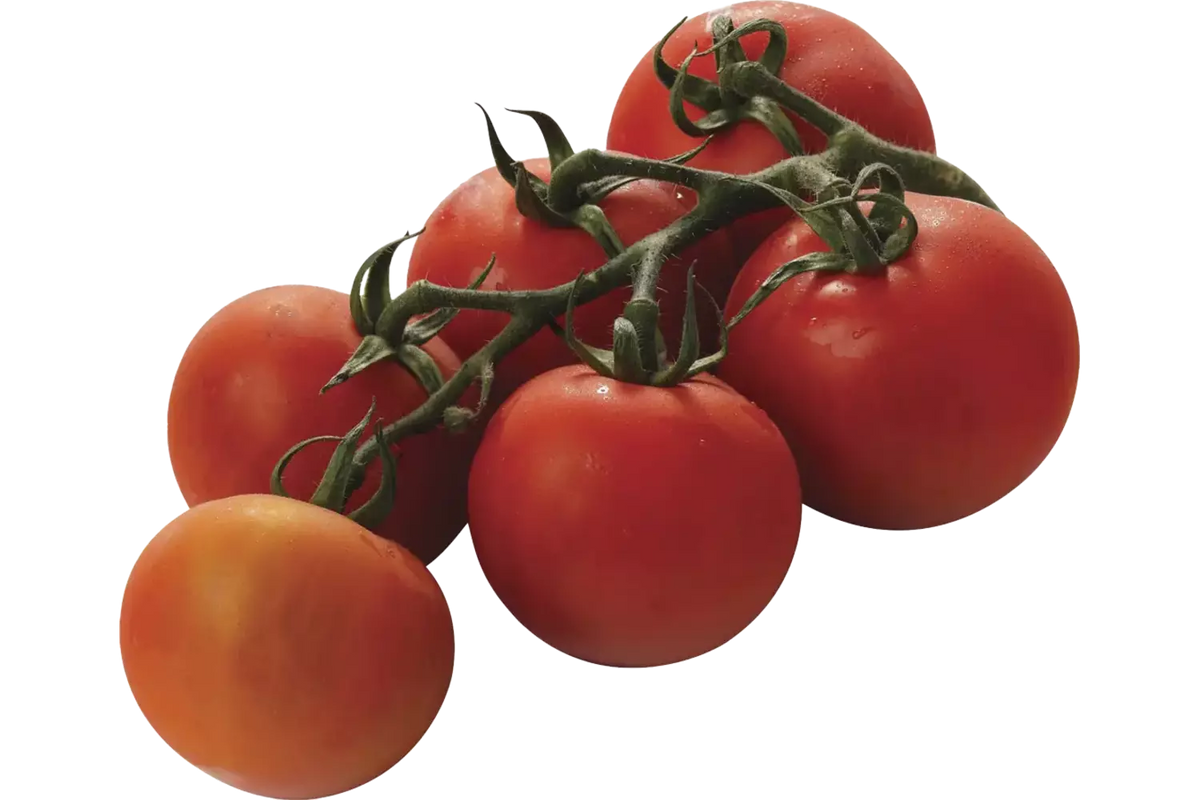 Bio Trosttomaten