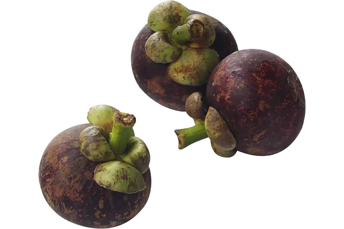Mangosteen