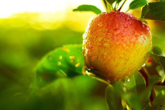 Pink lady appels - Golden Nuts