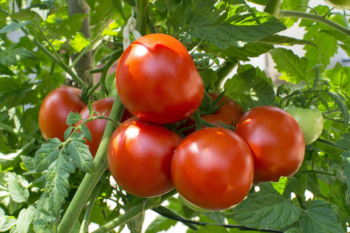 Bio Trosttomaten